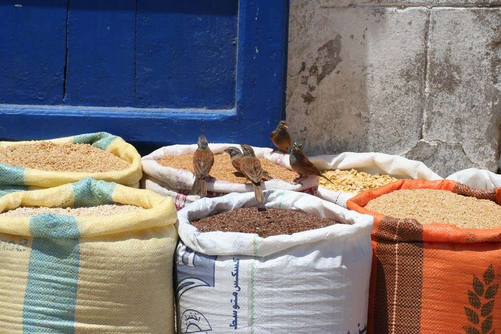 Oiseaux gourmands