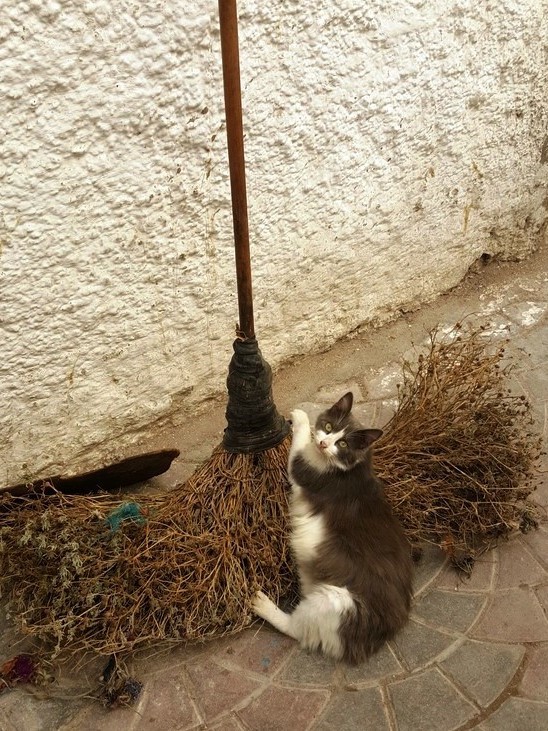 Un chat de la médina