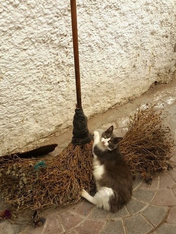 Un chat de la médina